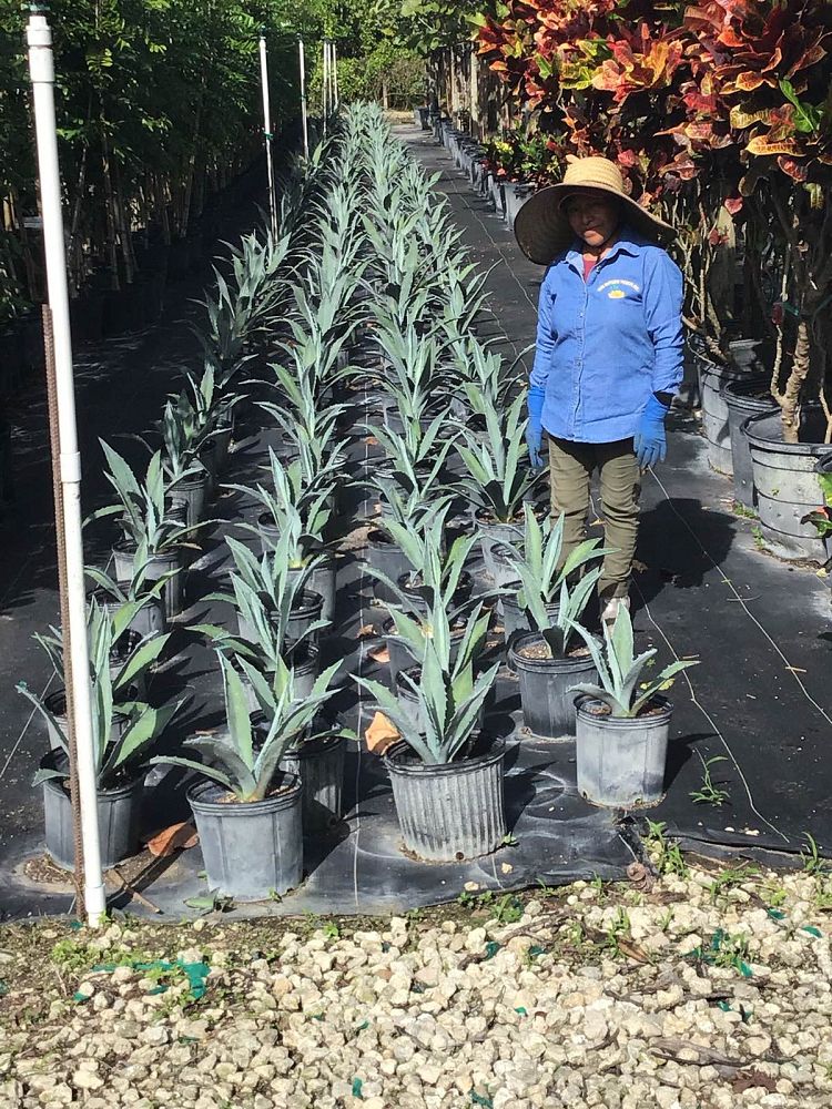 agave-tequilana-blue-agave