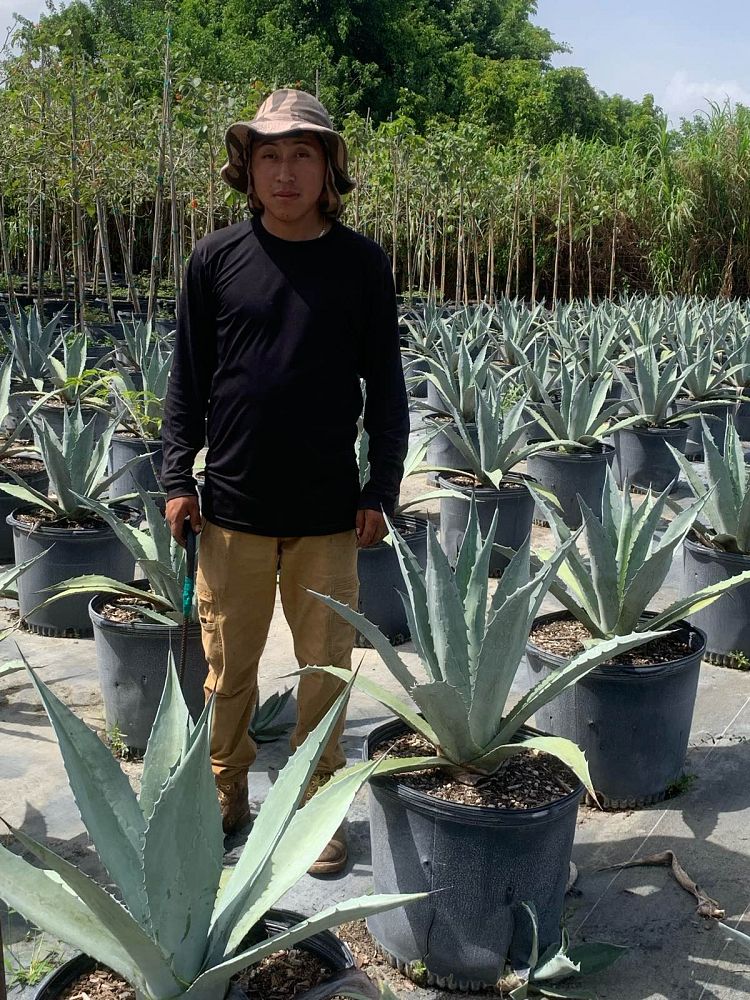 agave-tequilana-blue-agave