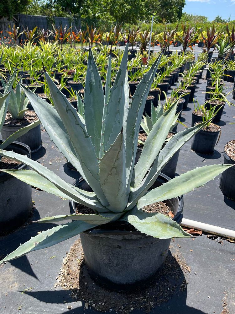 agave-tequilana-blue-agave