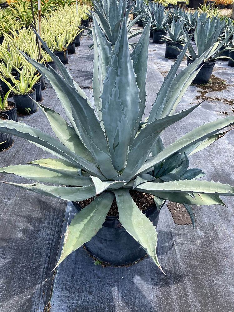 agave-tequilana-blue-agave