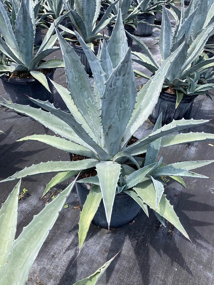 agave-tequilana-blue-agave