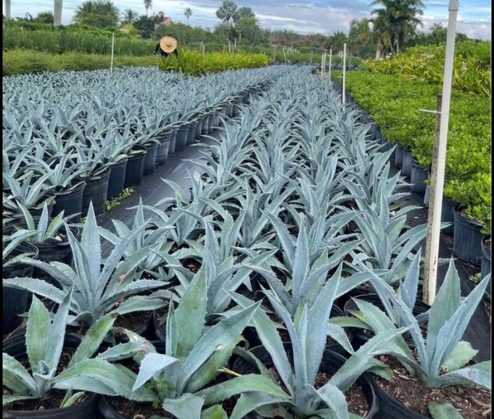 agave-tequilana-blue-agave
