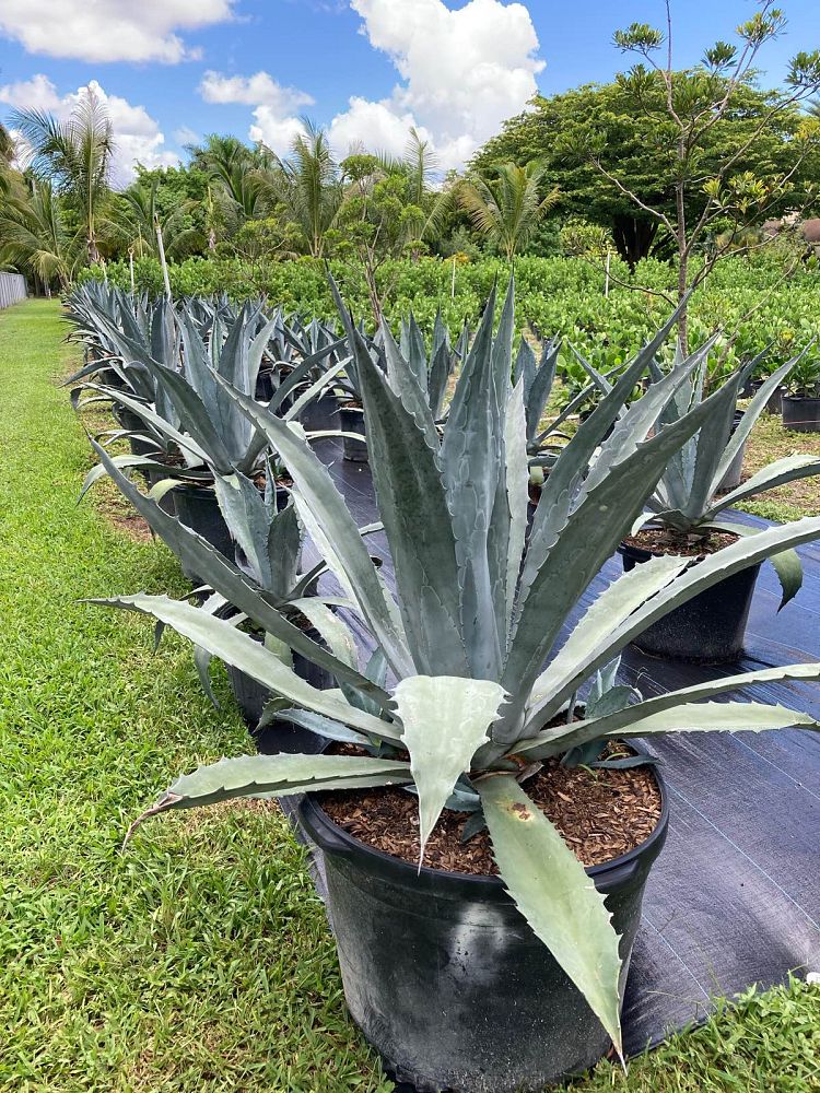 agave-tequilana-blue-agave