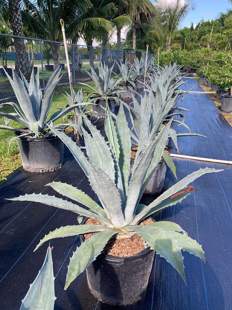 agave-tequilana-blue-agave