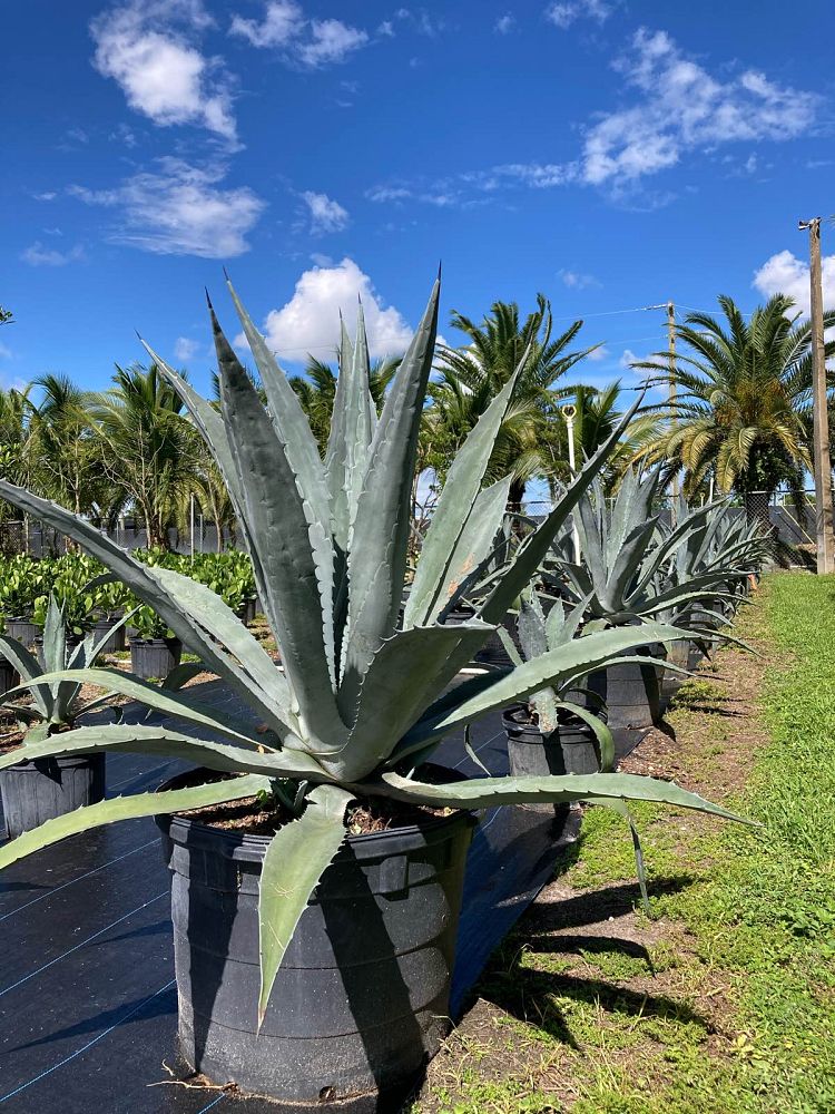 agave-tequilana-blue-agave