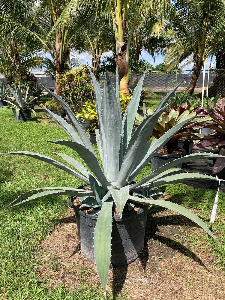 agave-tequilana-blue-agave