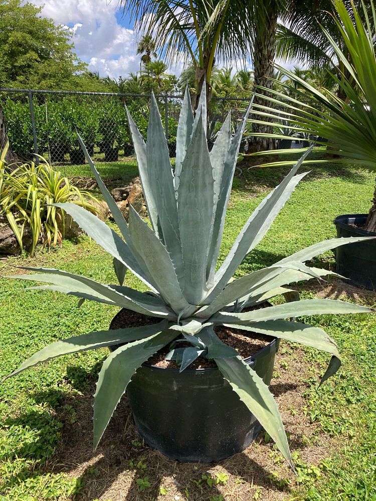 agave-tequilana-blue-agave