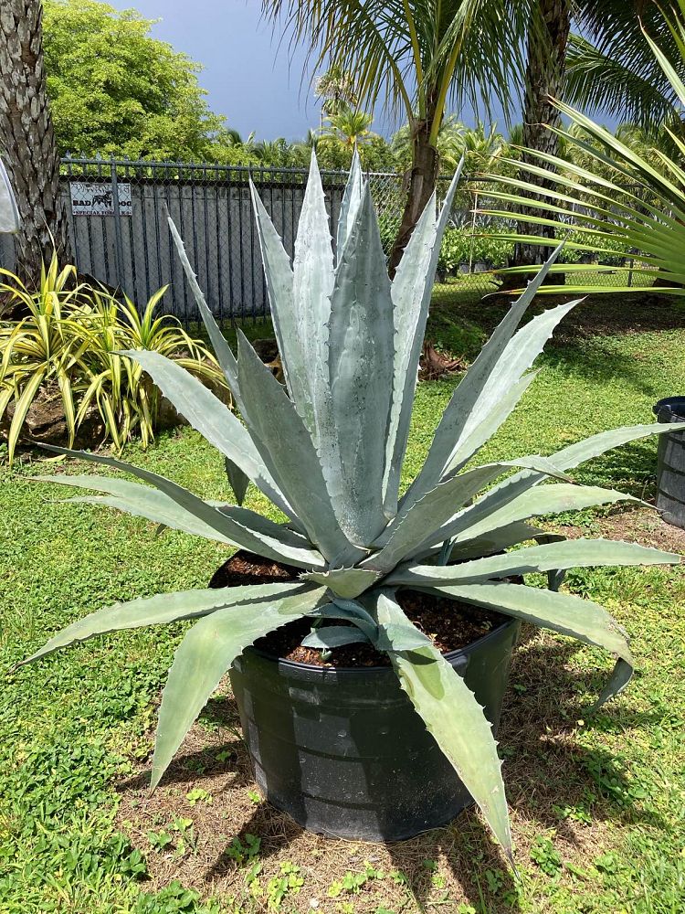 agave-tequilana-blue-agave
