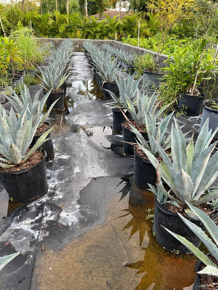 agave-tequilana-blue-agave