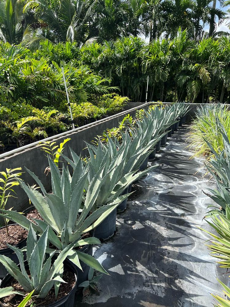 agave-tequilana-blue-agave