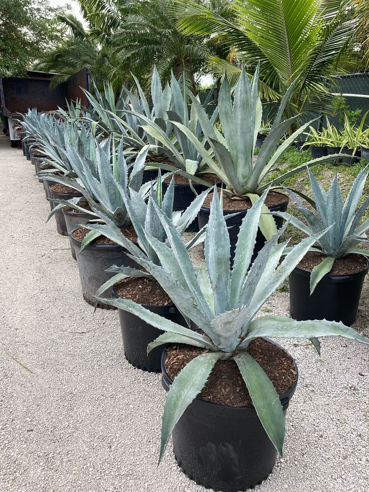agave-tequilana-blue-agave