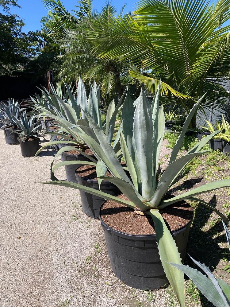 agave-tequilana-blue-agave