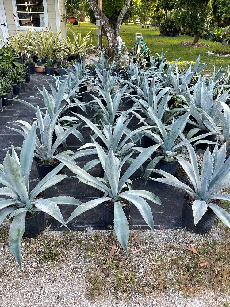 agave-tequilana-blue-agave