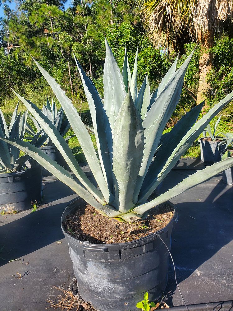 agave-tequilana-blue-agave