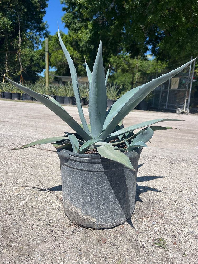 agave-tequilana-blue-agave