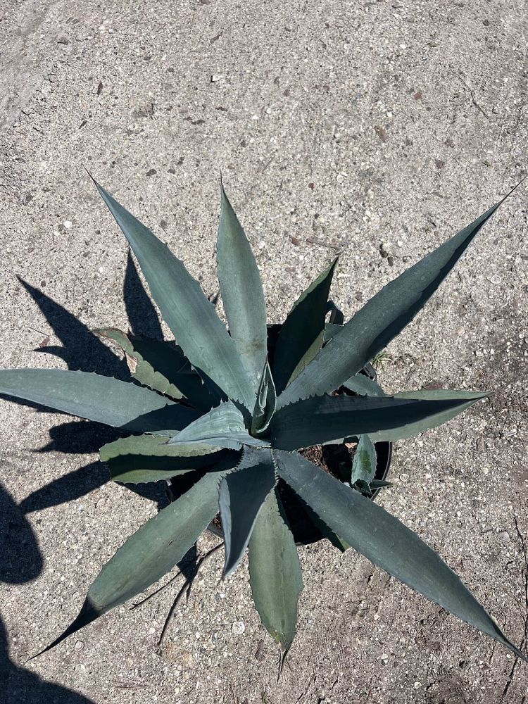 agave-tequilana-blue-agave