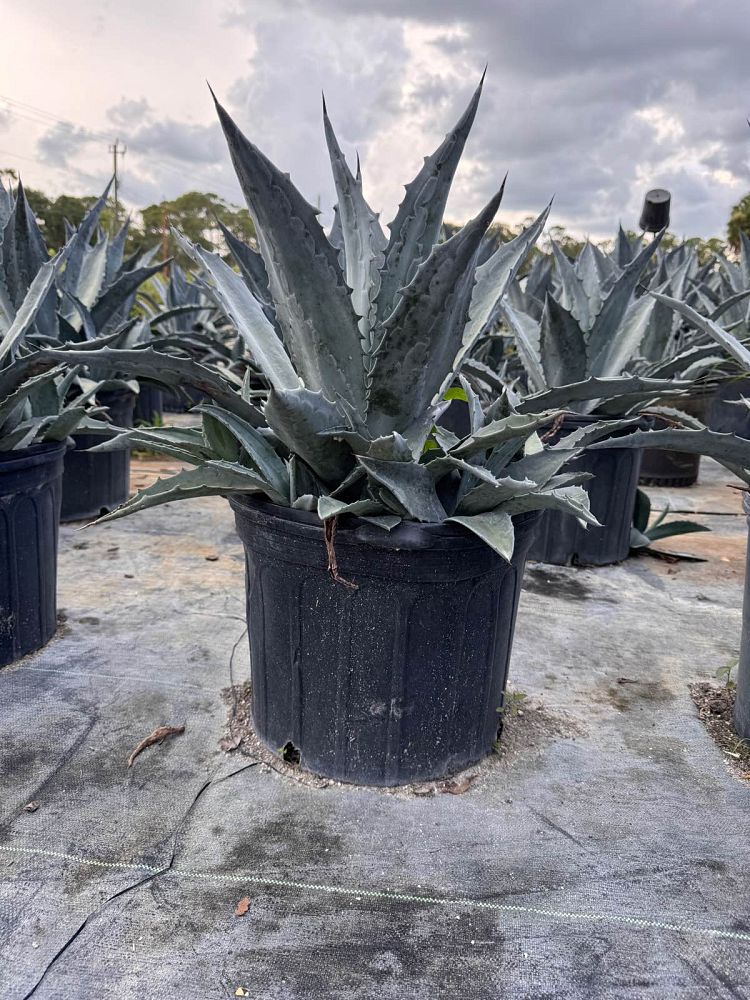 agave-tequilana-blue-agave