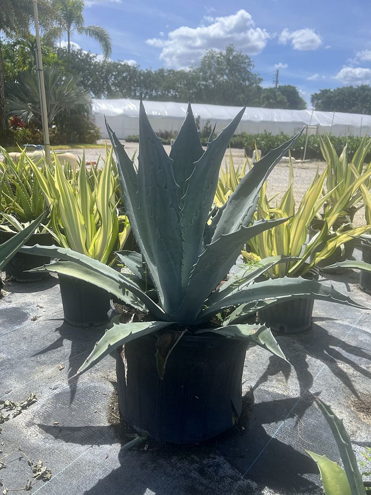 agave-tequilana-blue-agave