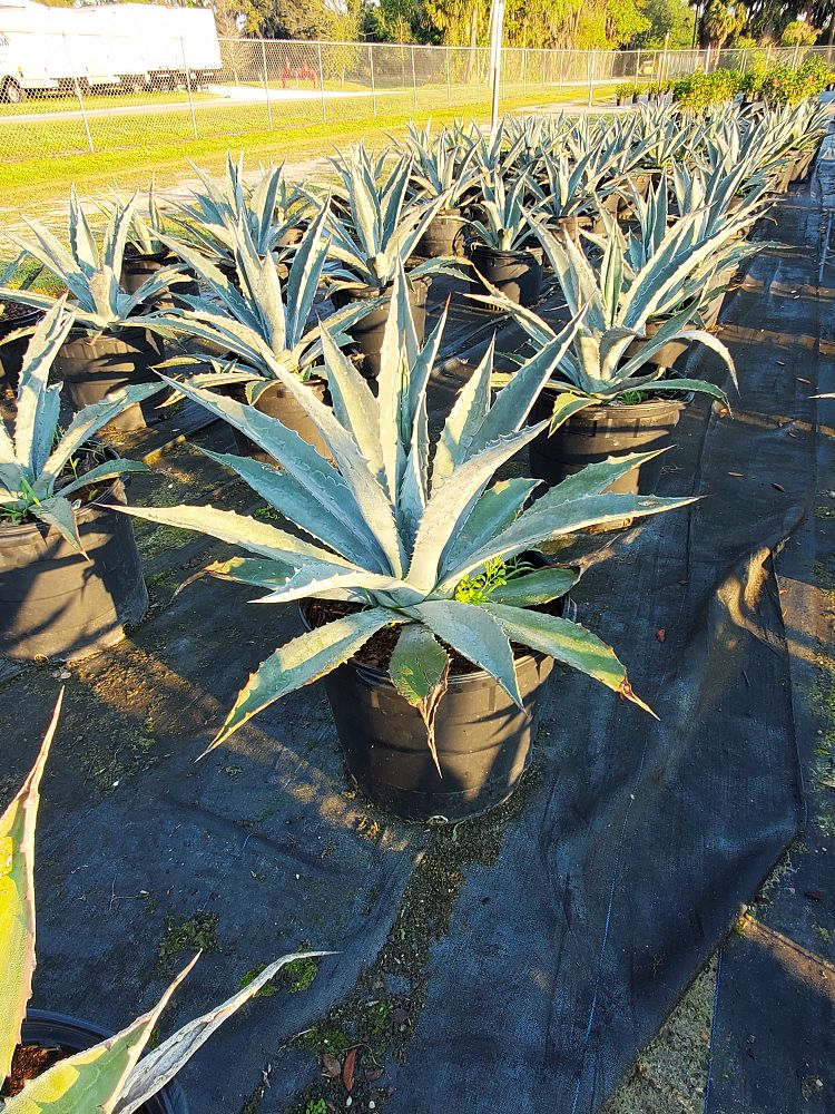 agave-tequilana-blue-agave