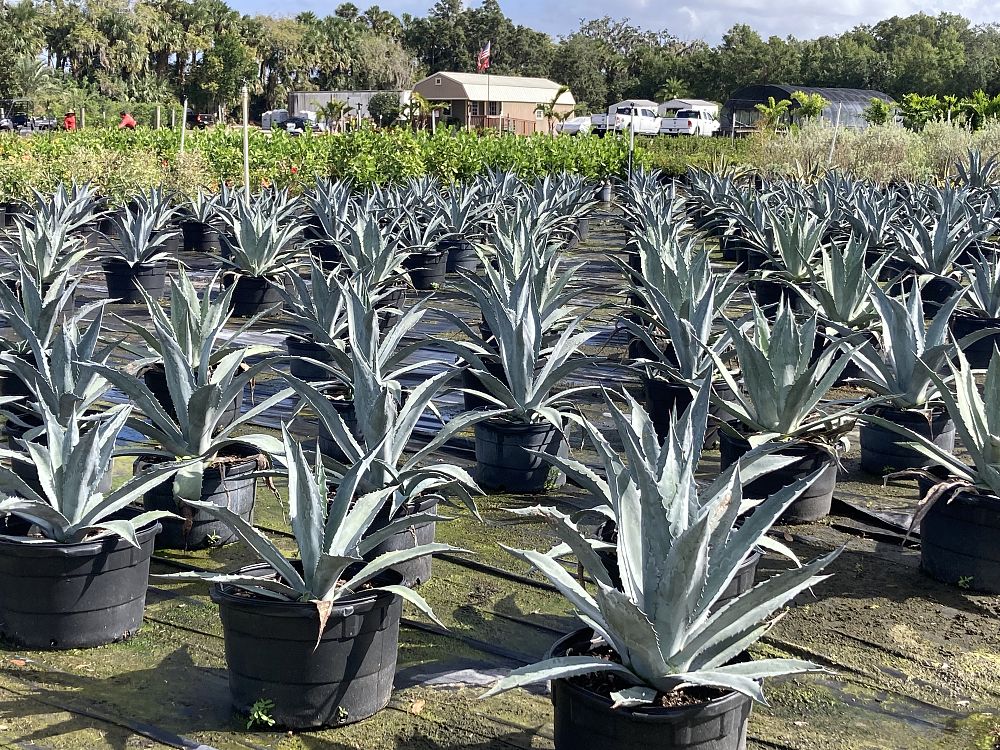 agave-tequilana-blue-agave