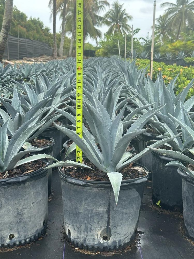 agave-tequilana-blue-agave