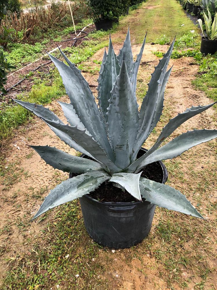 agave-tequilana-blue-agave