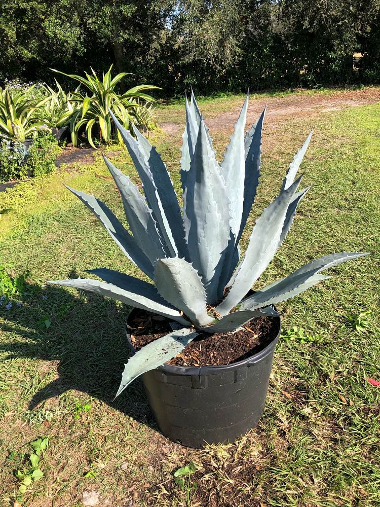 agave-tequilana-blue-agave