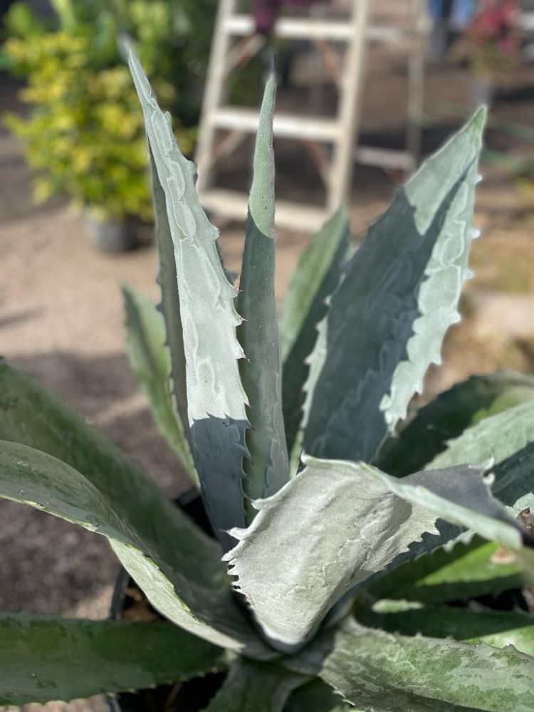 agave-tequilana-blue-agave