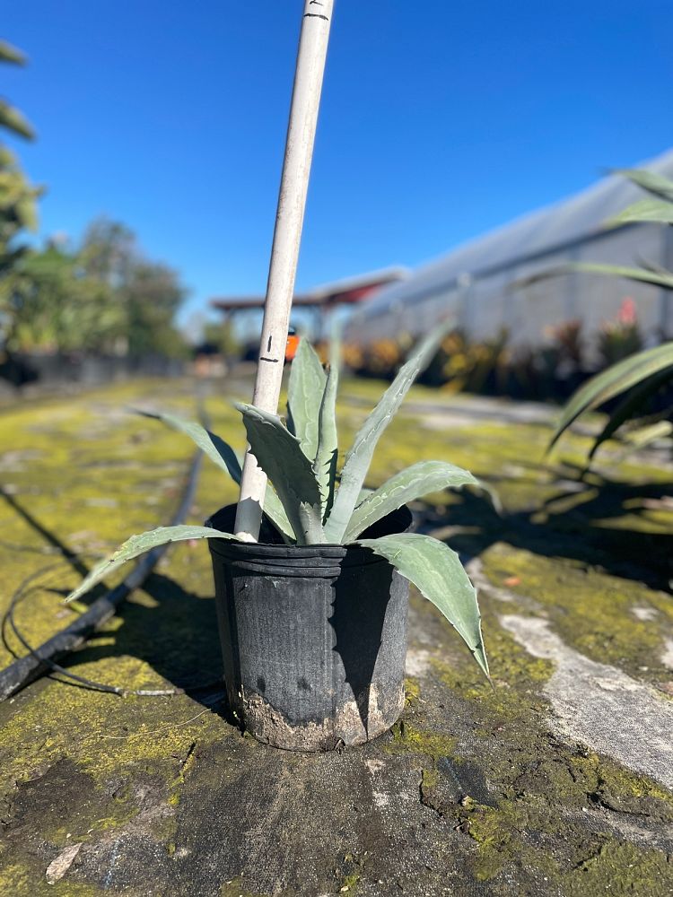 agave-tequilana-blue-agave