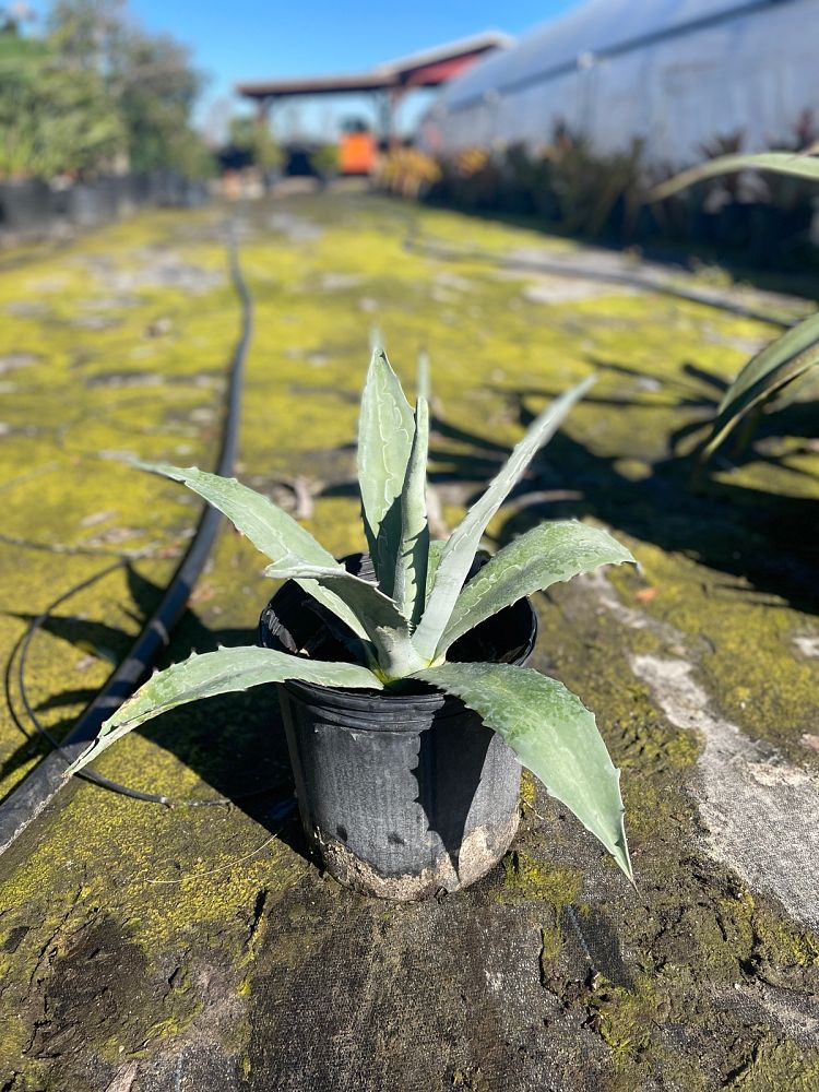 agave-tequilana-blue-agave
