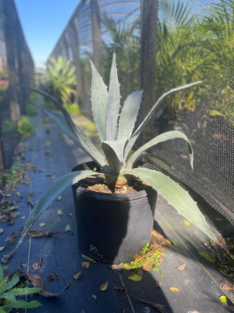agave-tequilana-blue-agave