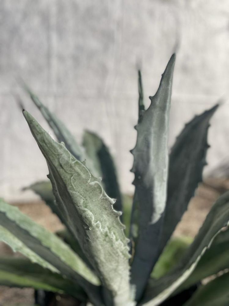 agave-tequilana-blue-agave