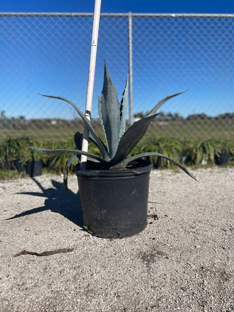 agave-tequilana-blue-agave
