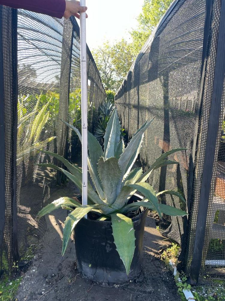 agave-tequilana-blue-agave