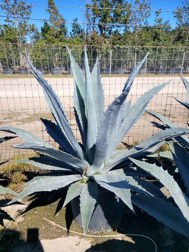 agave-tequilana-blue-agave