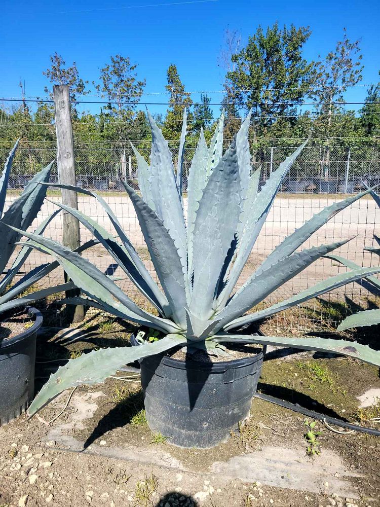 agave-tequilana-blue-agave