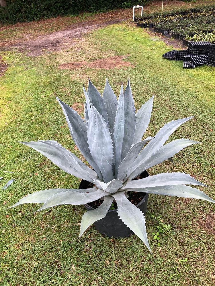 agave-tequilana-blue-agave