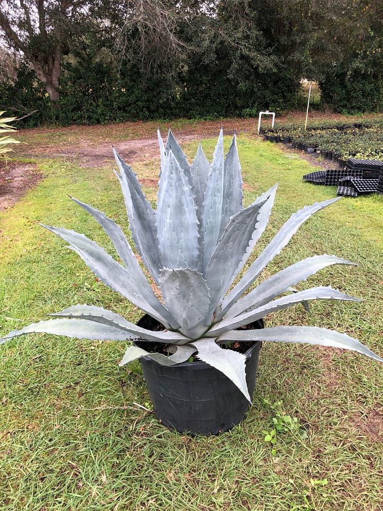 agave-tequilana-blue-agave