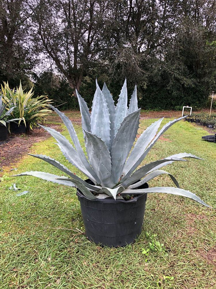 agave-tequilana-blue-agave