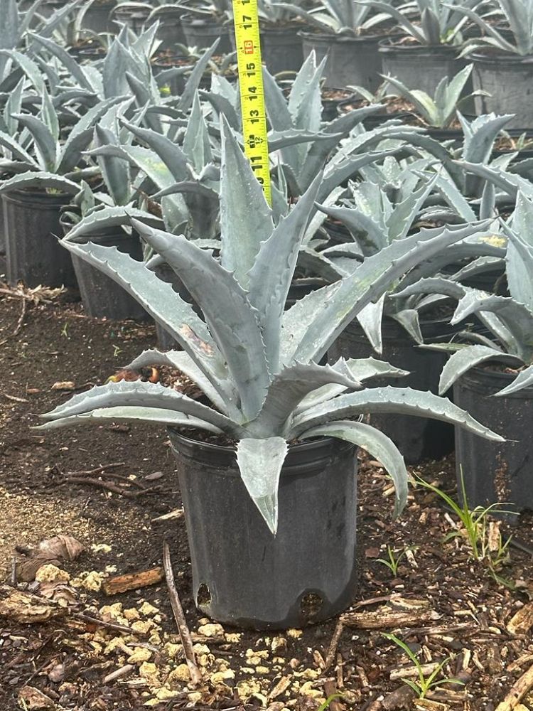 agave-tequilana-blue-agave