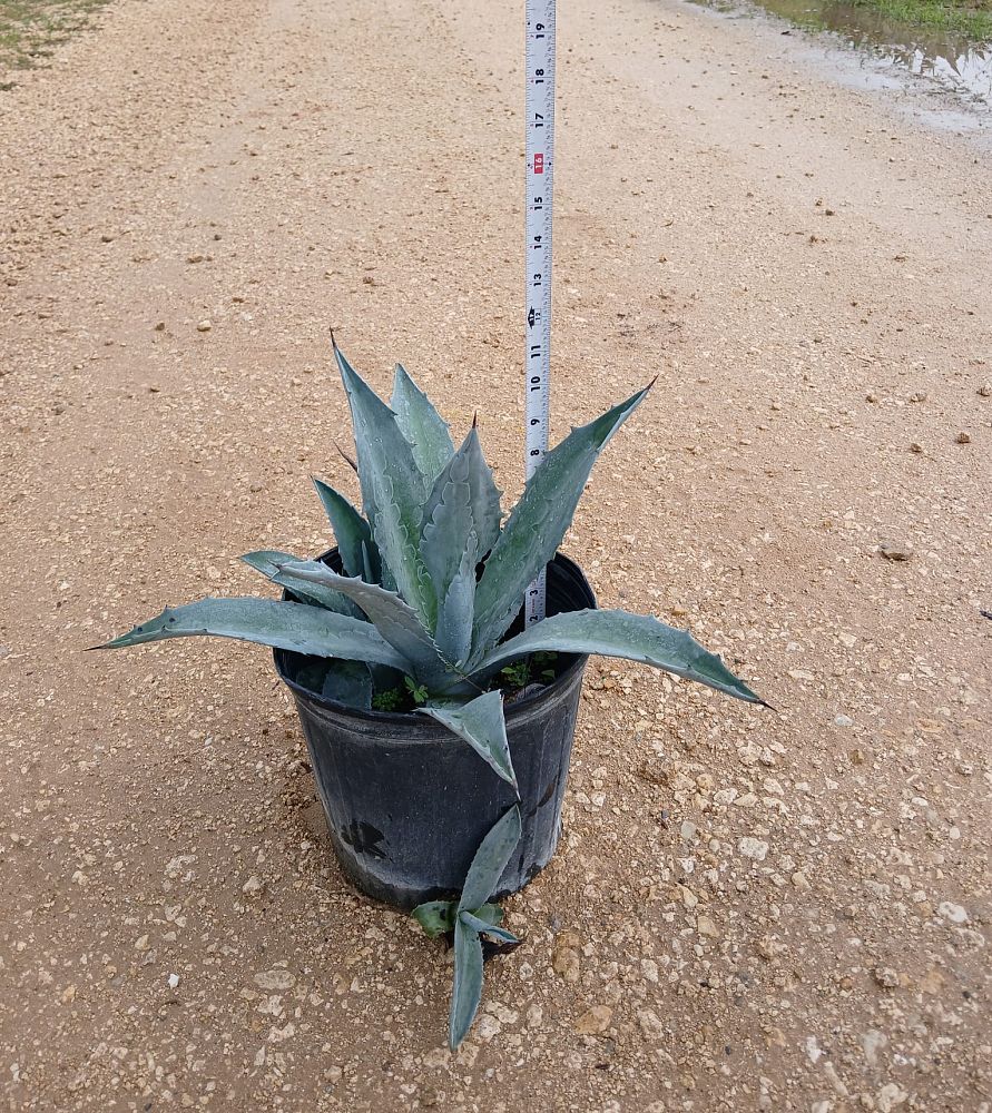 agave-tequilana-blue-agave