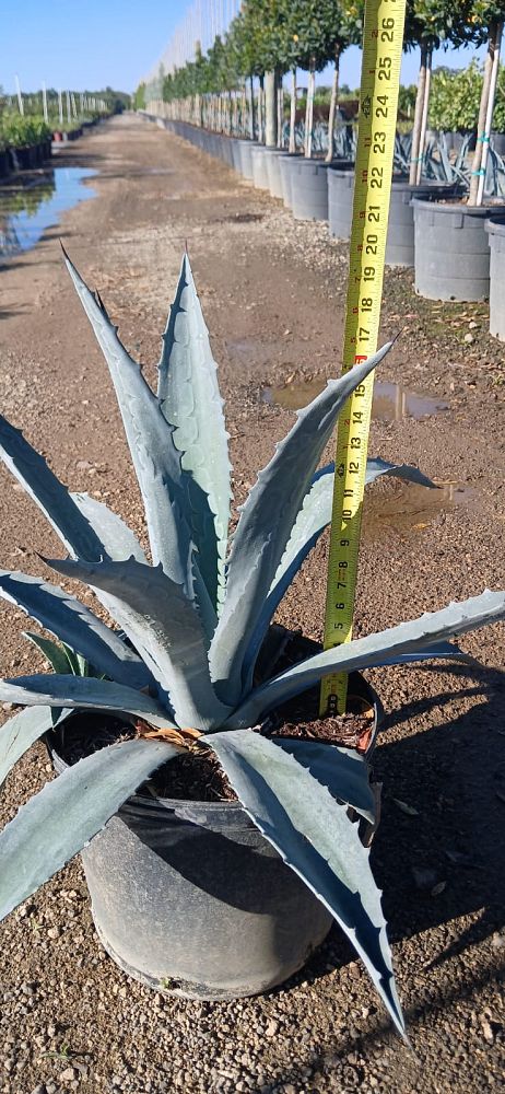 agave-tequilana-blue-agave