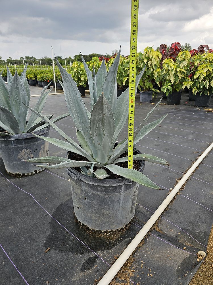 agave-tequilana-blue-agave