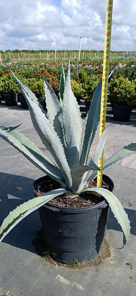 agave-tequilana-blue-agave