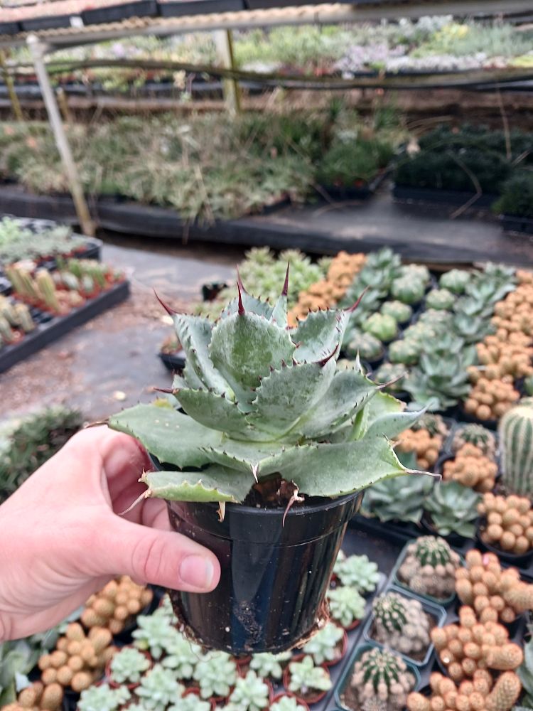 agave-tequilana-blue-agave