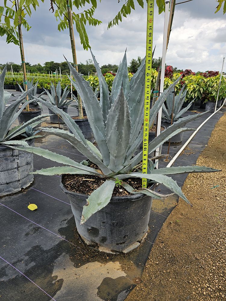 agave-tequilana-blue-agave