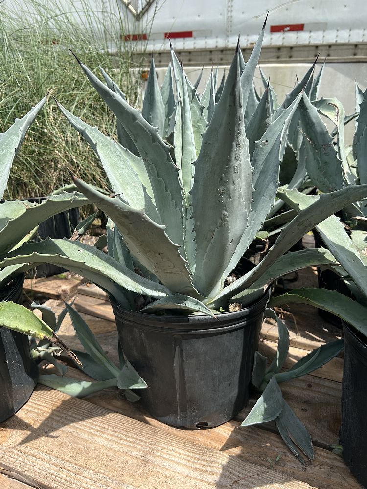 agave-tequilana-blue-agave