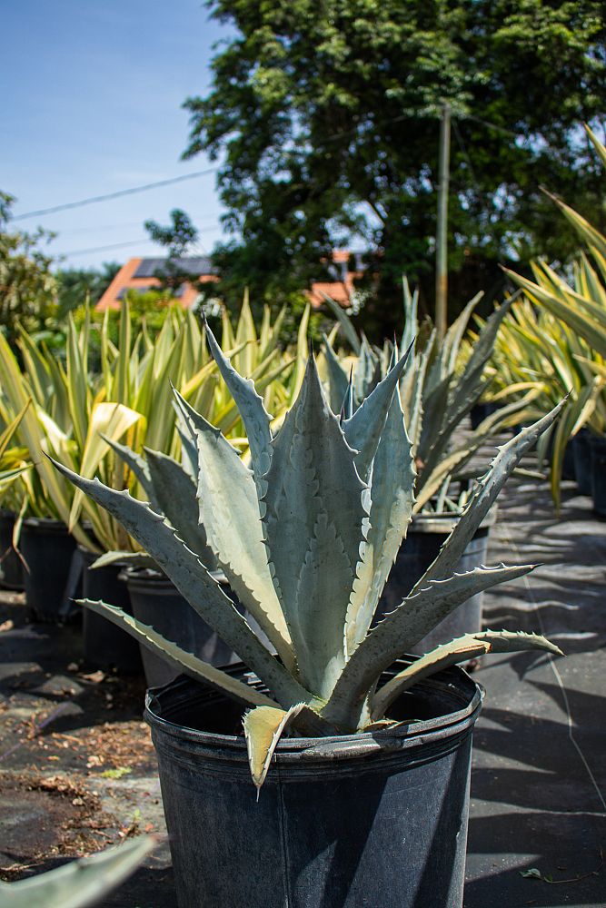 agave-tequilana-blue-agave