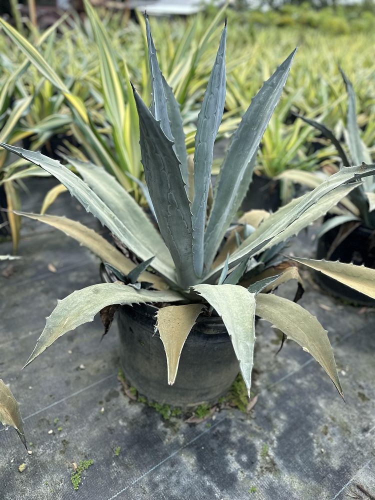 agave-tequilana-blue-agave