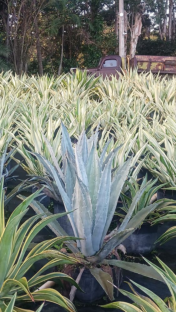 agave-tequilana-blue-agave